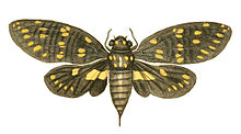 Экзотикалық энтомологияның суреттері Cicada Maculata.jpg