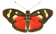 Egzotik Entomoloji Resimleri Nymphalis Perseis.jpg