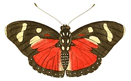 Illustrations of Exotic Entomology Nymphalis Perseis.jpg