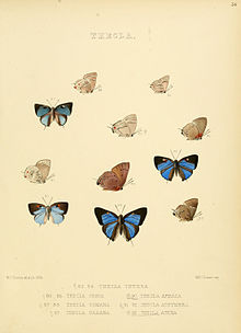 تصاویر Lepidoptera روزانه 36.jpg