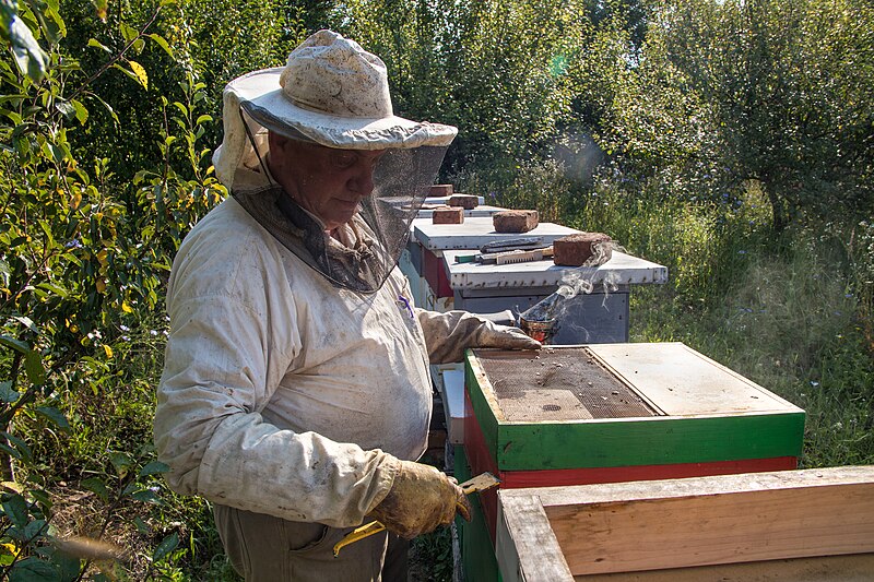 File:Imker inspiziert einen Bienenstock (48429666416).jpg