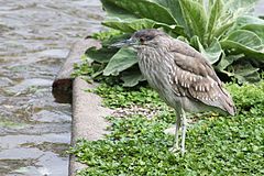 Immature black-crowned night heron at Lake Merritt.