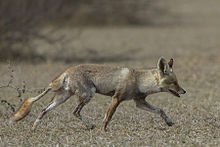 Indian Desert Fox (Vulpes vulpes pusilla) Tal Chappar Rajasthan India 14.02.2013.jpg