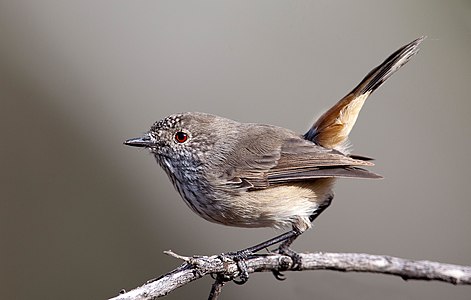 Acanthiza apicalis (Inland Thornbill)