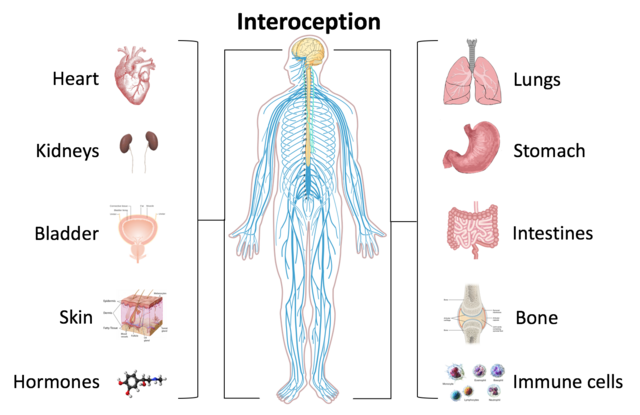 Interoception - Wikipedia