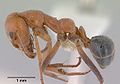 Iridomyrmex rufoinclinus casent0172060 profilet 1. jpg