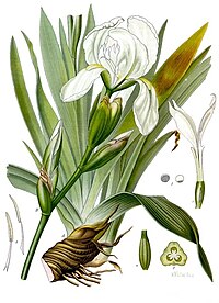 Iris germanica florentina - Köhler–s Medizinal-Pflanzen-078.jpg
