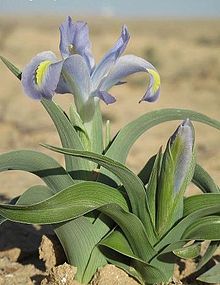 Iris regis-uzziae di Israel.jpg