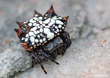 Box kite spider - Wikipedia