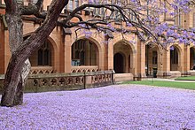 The flowers of the jacaranda carpeting the lawn in 2015 Jacaranda carpet, Sydney University.jpg