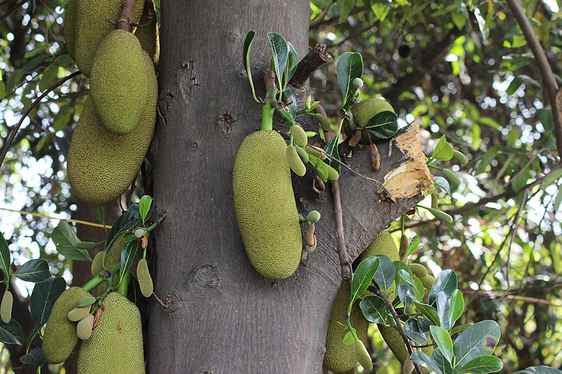 चित्र:Jackfruit tree with fruit.jpg