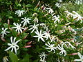 Jasminum angulare