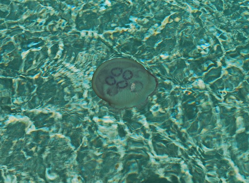 File:Jelly Fish in water.jpg