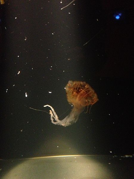 File:Jelly fish at CAS 2013-09-13 11-44.jpg