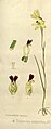 Thelymitra antennifera volume 3 pt. 2 plate 101 A in: Joseph Dalton Hooker Flora Antarctica - vol. 3 pt. 2 (Orchidaceae) (1860) (Detail)