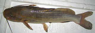 <i>Rhamdia</i> genus of fishes