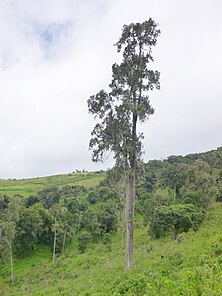 i Tanzania, nordøstlige grense