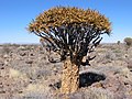 Aloe dichotoma i det sørlige Namibia