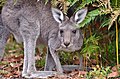Kangaroo (40452933733).jpg