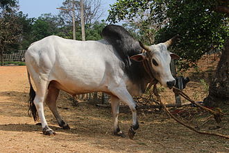 Kherigarh bull Kerigar 02.JPG