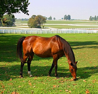 <span class="mw-page-title-main">Kentucky Horse Park</span> Horse sport venue