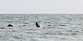 Endangered Ikan lumba-lumba Laut Hitam dengan pemain layang-layang di Sochi