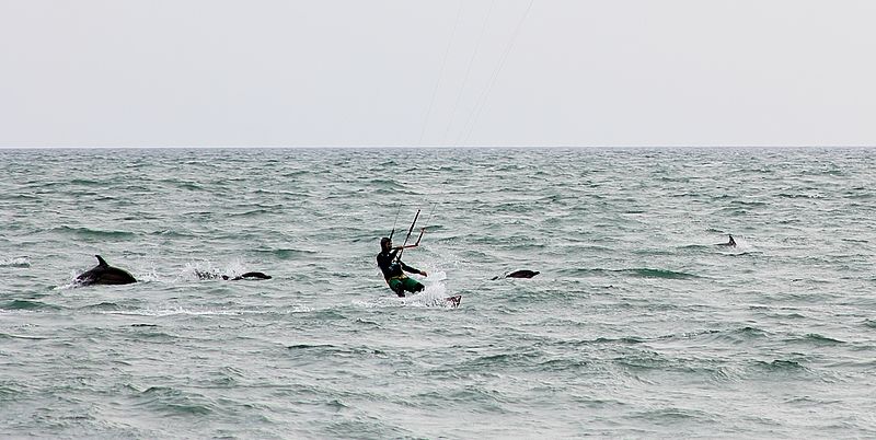 File:Kitesurfer and Dolphins Cropped.jpg