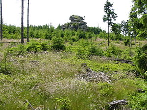 Small Waldstein on the north slope of the mountain