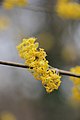 Deutsch: Blüten der Kornelkirsche im Wienerwald