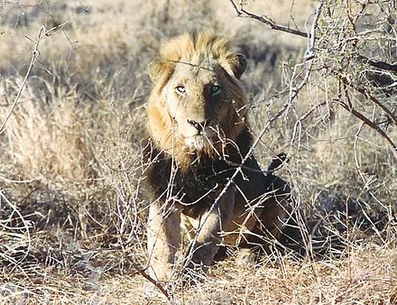 Lion in Kruger National Park Krugerparkleiw2.jpg
