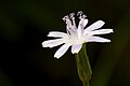 Lactuca graminifolia