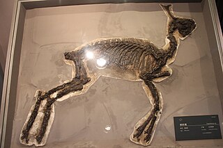 <i>Lagomeryx</i> Extinct genus of mammals