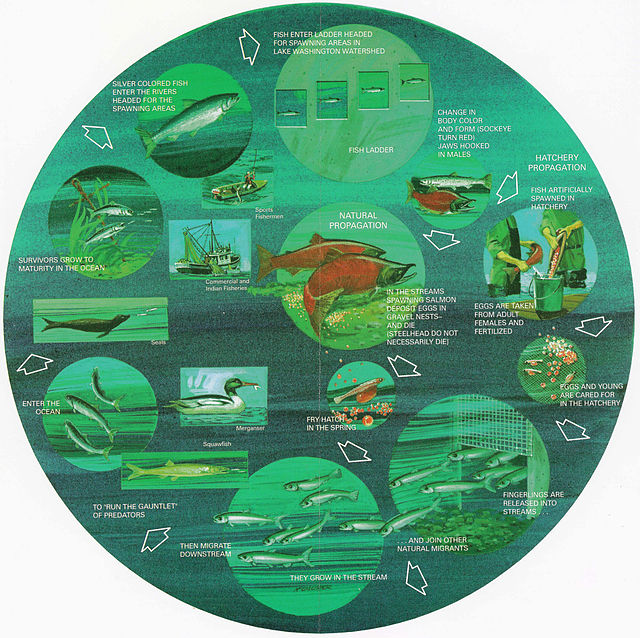 Life cycle of anadromous fish. From a U.S. Government pamphlet. (Click image to enlarge.)
