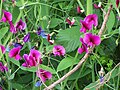 Lathyrus tingitanus2JGFO.jpg