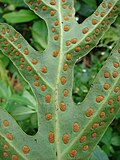 Thumbnail for Microsorum scolopendria
