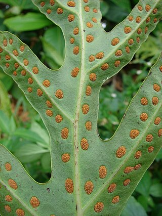 <i>Microsorum scolopendria</i> Species of fern