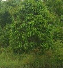 Lauraceae Caryodaphnopsis.jpg