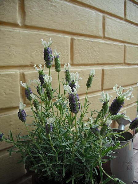 File:Lavandula Madrid 07.JPG