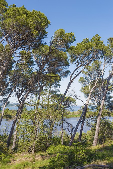 ไฟล์:Leaning pine trees in Sainte-Lucie Island, Aude 01.jpg