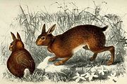 Danh Sách Loài Thỏ