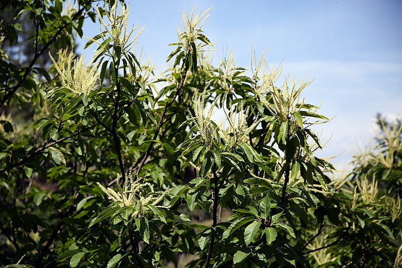 File:Les châtaigniers en pleines fleurs.JPG