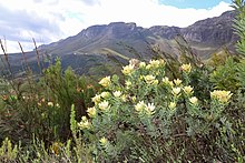 Leucadendron daphnoides 57845492.jpg