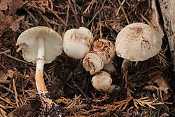 Leucoagaricus badhamii 2.jpg