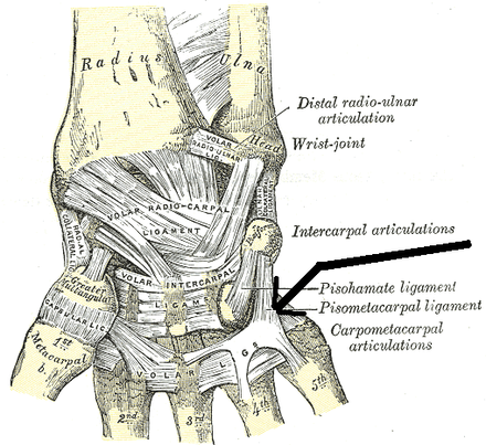 MATROKPLASZT | / by MATROKPLASZT - Issuu Csukló ligamentum-töréskezelés