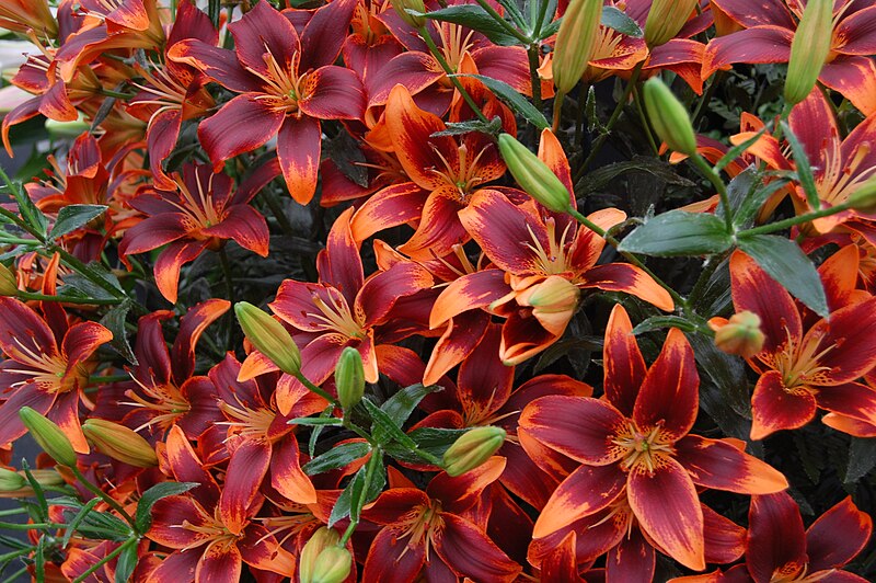 File:Lilium 'Forever Susan'.JPG