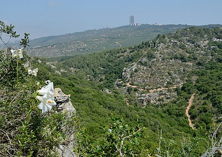 Northbound view of Wadi Kelah on Mount Carmel, with Haifa University tower in the distance