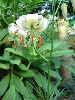 <i>Lilium cernuum</i> Species of lily