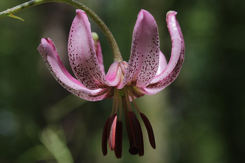 File:Lilium martagon (28227284681).jpg