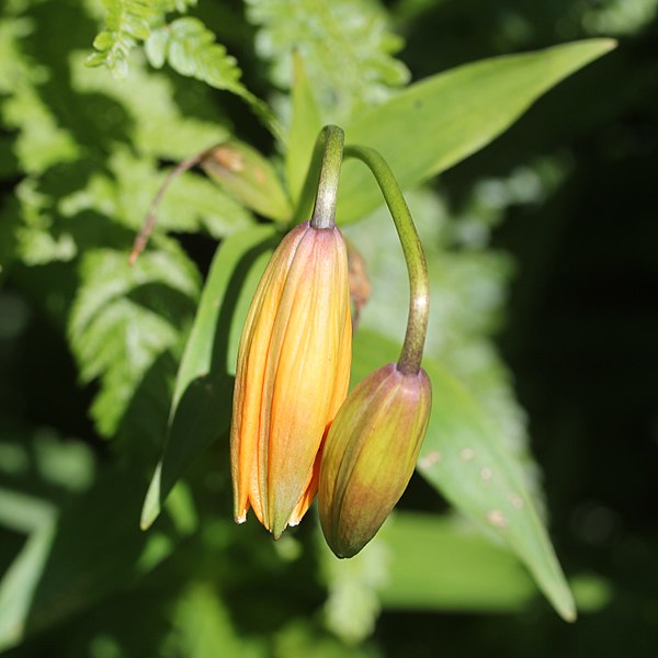 File:Lilium medeoloides (bud s3).jpg