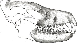 <i>Limnocyon</i> Extinct genus of mammals